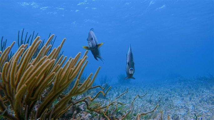 加勒比海霍尔禅海洋保护区的海洋生物和法国天使鱼-伯利兹堡礁/龙涎香礁