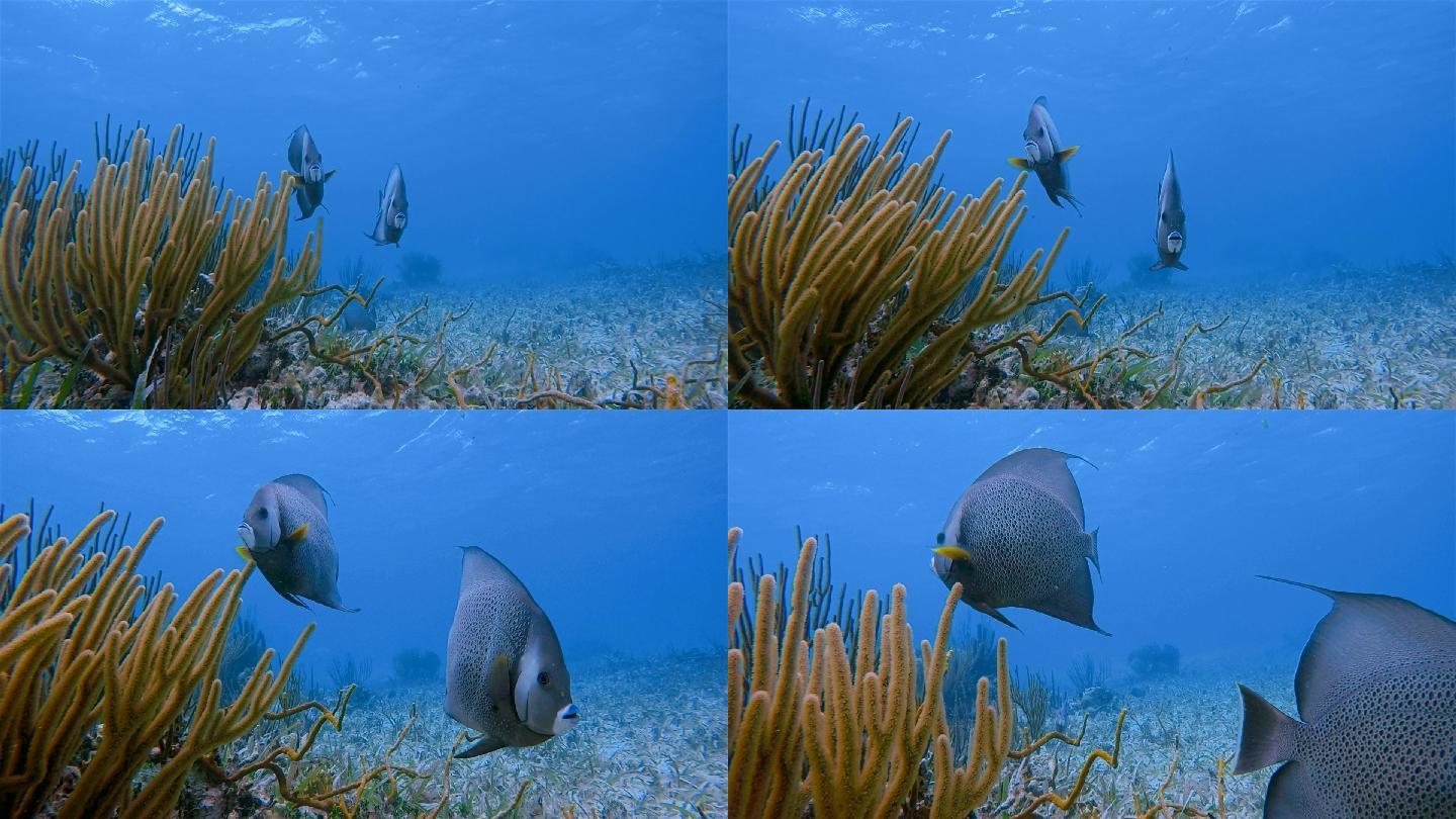 加勒比海霍尔禅海洋保护区的海洋生物和法国天使鱼-伯利兹堡礁/龙涎香礁