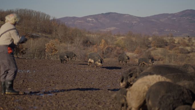 农场里的高加索雄性牧民，喂养大量曼加里卡猪