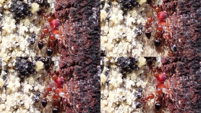 松树上的红蚁（火葬场的蚂蚁），试图到达小树林。加拿大松和普通松梢甲虫