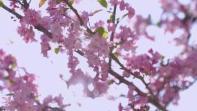 逆光拍摄樱花粉色治愈升格视频素材