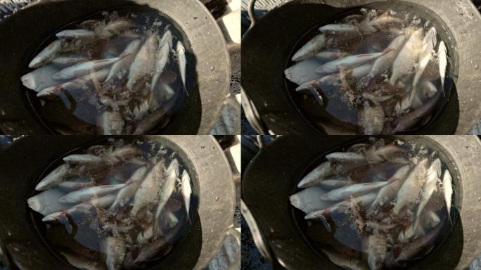 鲜鱼浮在桶里死掉的鱼锅里