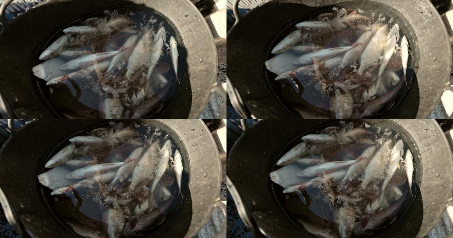 鲜鱼浮在桶里死掉的鱼锅里