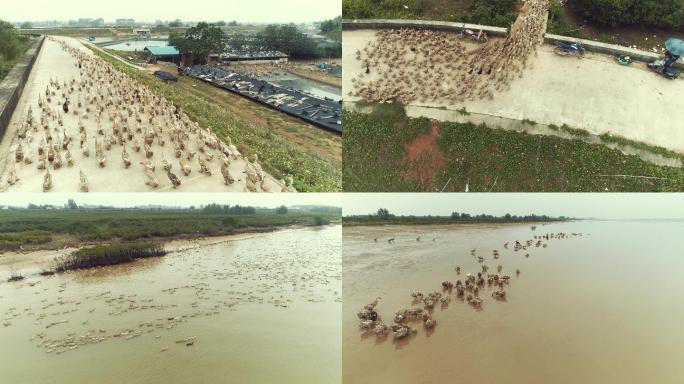4K航拍北海红树林海鸭放养滩涂觅食