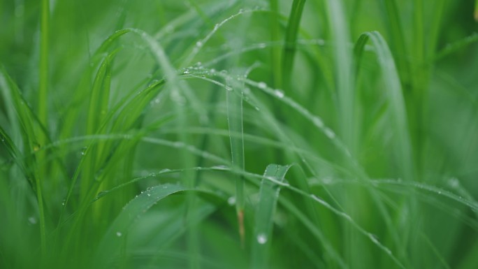 4k意境雨天小草水滴露水下雨新鲜空气绿色