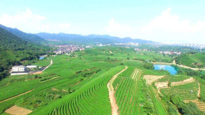 杭州龙井山茶园鸟瞰图。