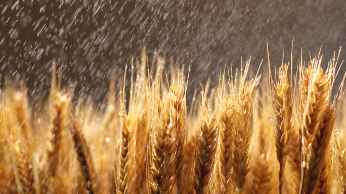 麦田下雨小麦麦穗唯美自然