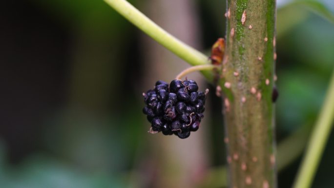 植物上的黑桑浆果。