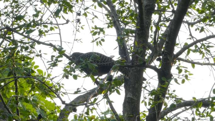 栖息在树枝上的亚洲Koel鸟。