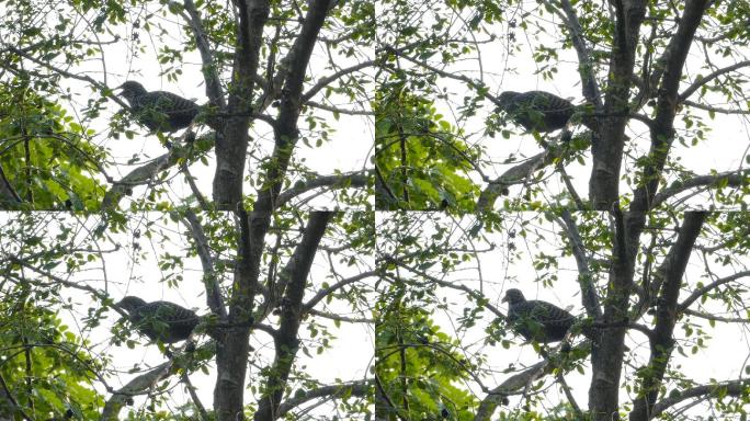 栖息在树枝上的亚洲Koel鸟。
