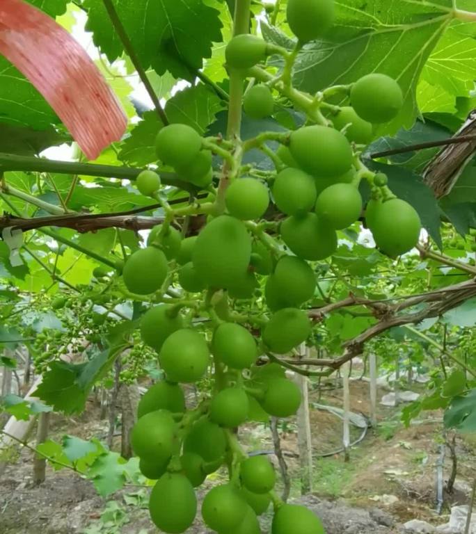 葡萄   绿色 植物 葡萄园 巨峰葡萄