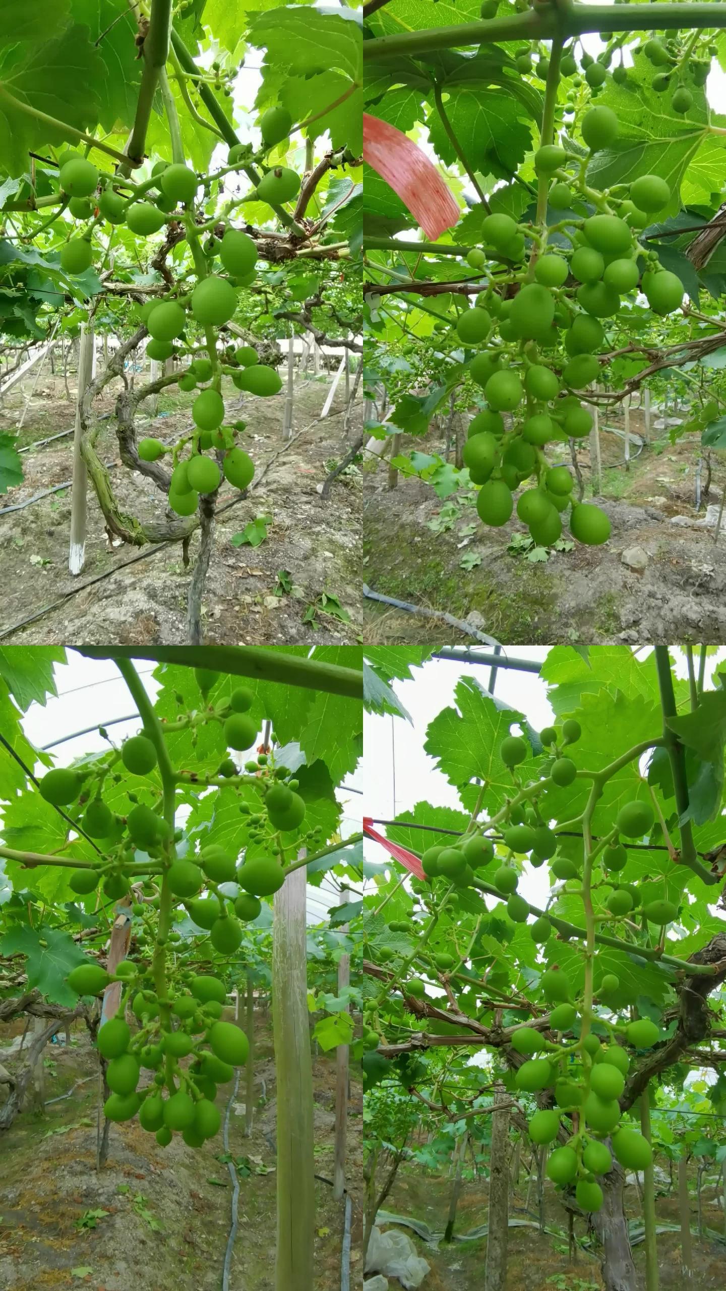 葡萄   绿色 植物 葡萄园 巨峰葡萄