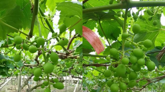 葡萄   绿色 植物 葡萄园 巨峰葡萄