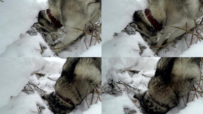 西伯利亚哈士奇捕食小型啮齿动物。