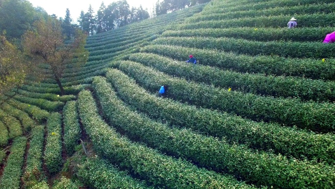 杭州龙井山茶园鸟瞰图。4k