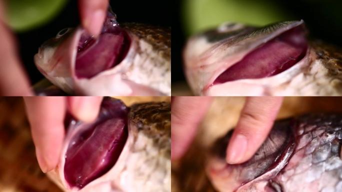 【镜头合集】鱼鳃辨别鱼新鲜程度  (3)