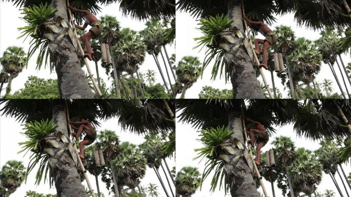 柬埔寨攀爬糖棕榈树的男子