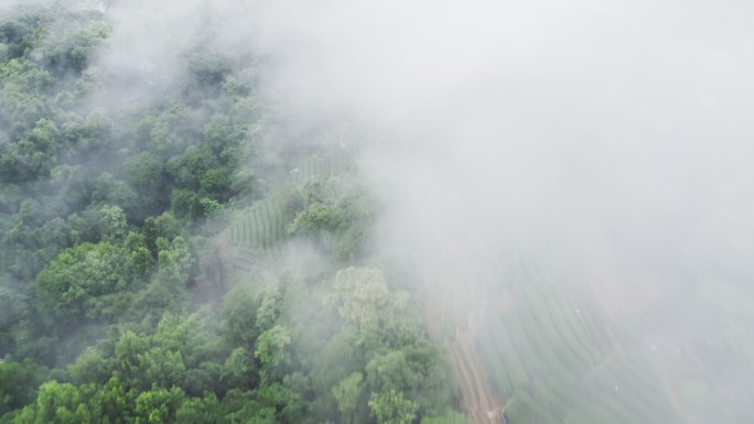 雾茶山耕地梯田云雾