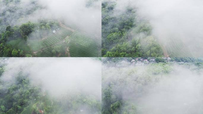 雾茶山耕地梯田云雾