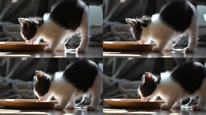 一只毛茸茸的黑白相间的小猫从地上的盘子里吃东西的4k视频