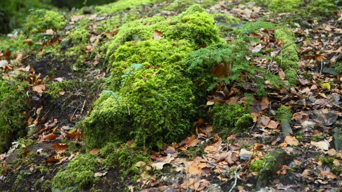 叶子枯萎的苔藓和蕨类植物