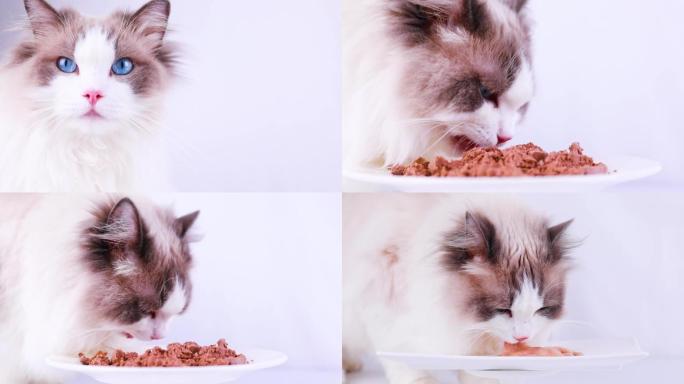 布偶猫咪表情特写和吃猫罐头素材
