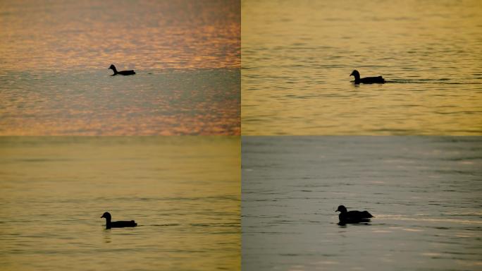 水面上的野鸭子