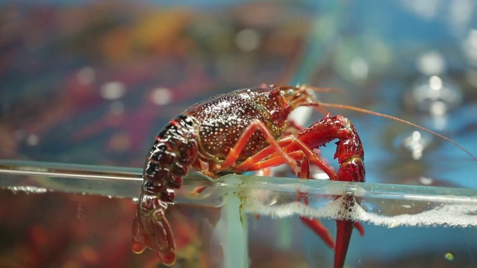 【镜头合集】海鲜市场买小龙虾挑选小龙虾