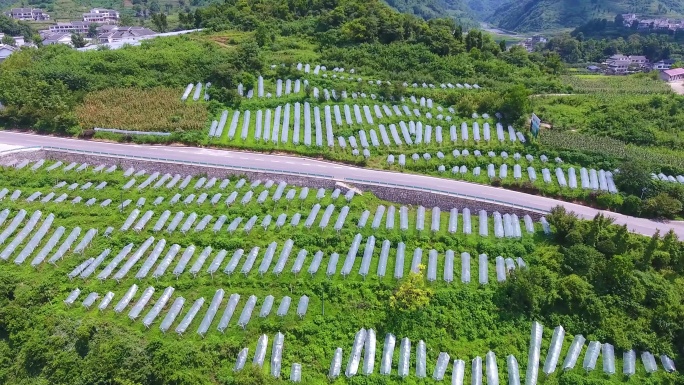 A075葡萄基地大棚种植航拍