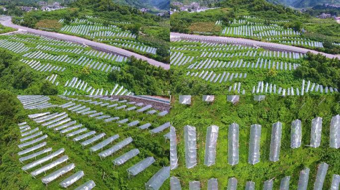 A075葡萄基地大棚种植航拍