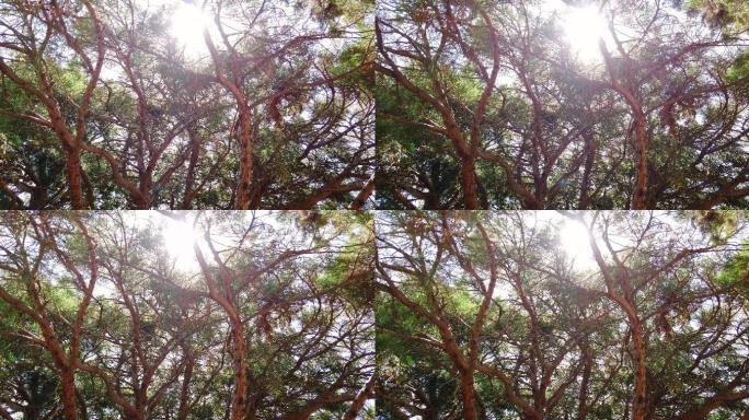 阳光照射下的红松树枝