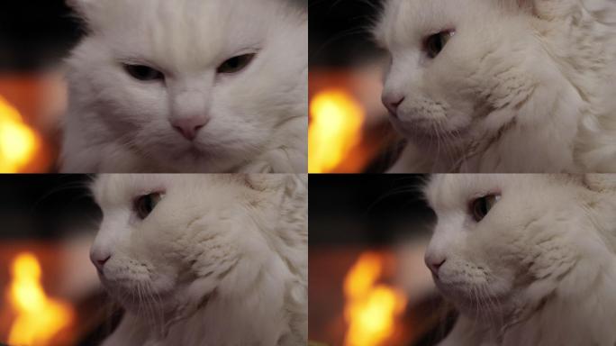 白猫在家里的壁炉前若有所思、放松地反射着