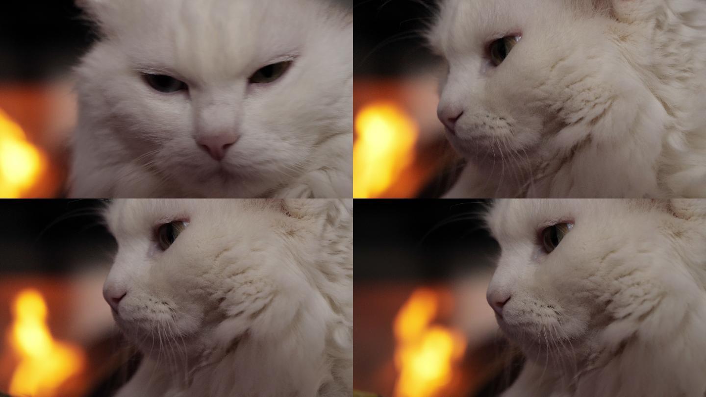 白猫在家里的壁炉前若有所思、放松地反射着