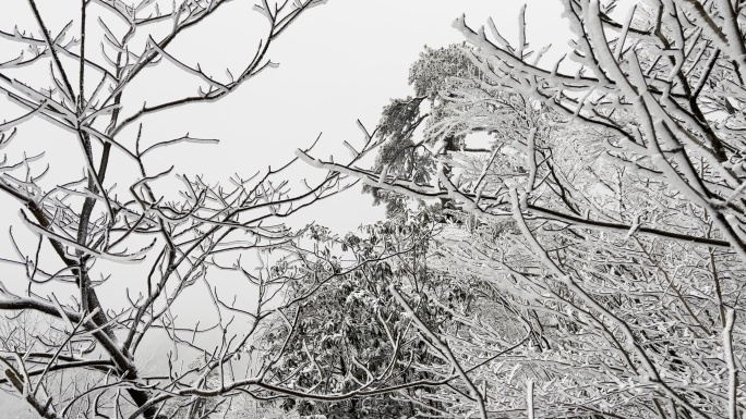 被雪覆盖的针叶林森林里都是雾凇