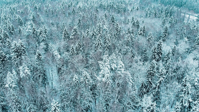 莫斯科冬季森林中被雪覆盖的冷杉树