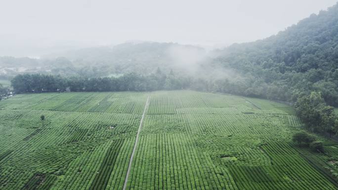 雾茶山茶园绿化面积文明城市