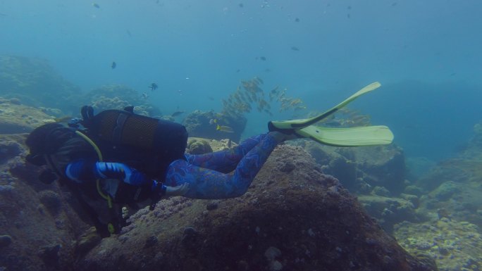 水肺潜水员和海底鱼群