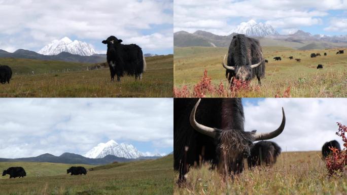 四川甘孜州雅拉雪山下牦牛吃草实拍