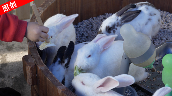 宠物兔喂兔子