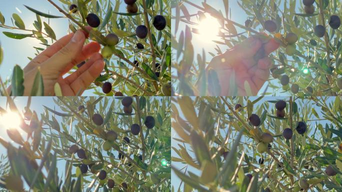 检查黑橄榄作物阳光