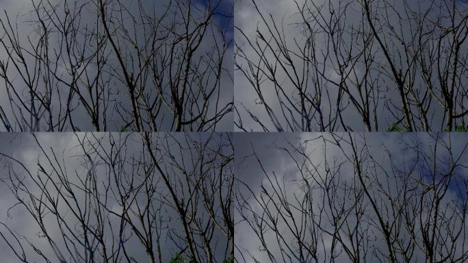 枯树枝 阴云密布