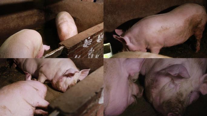 农村猪圈 养猪  白猪 猪吃食A022