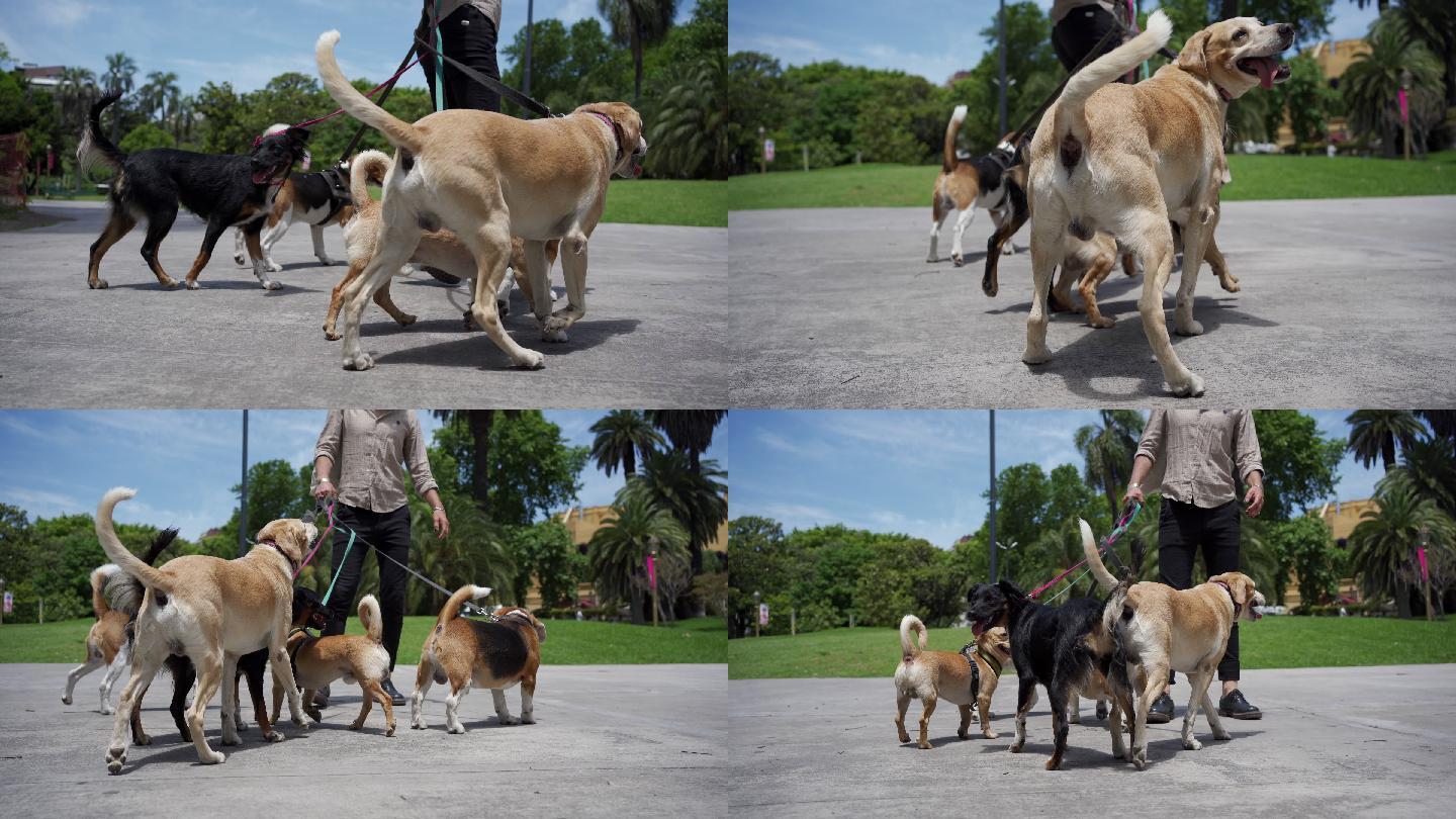专业遛狗者和一群在公园里嬉戏的狗