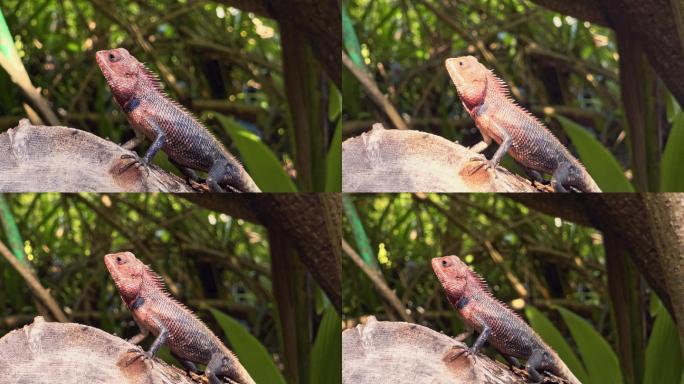 蜥蜴看着树上的摄像机