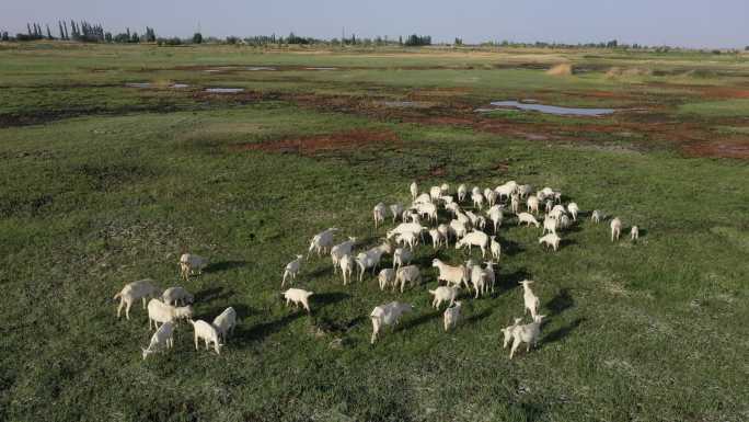 盐碱滩地羊群