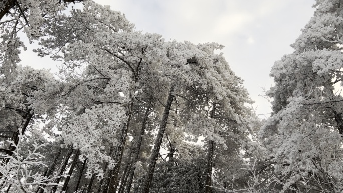 被雪覆盖的针叶林森林里都是雾凇