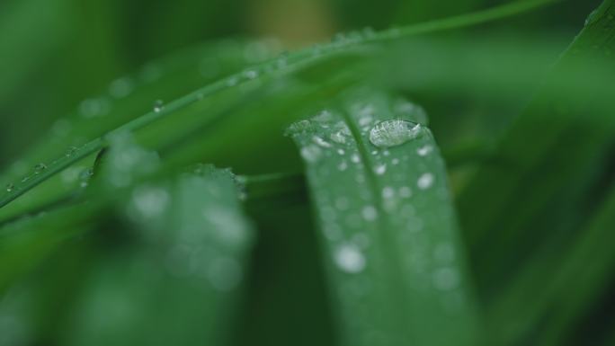 8k意境雨天小草水滴露水下雨新鲜空气绿色