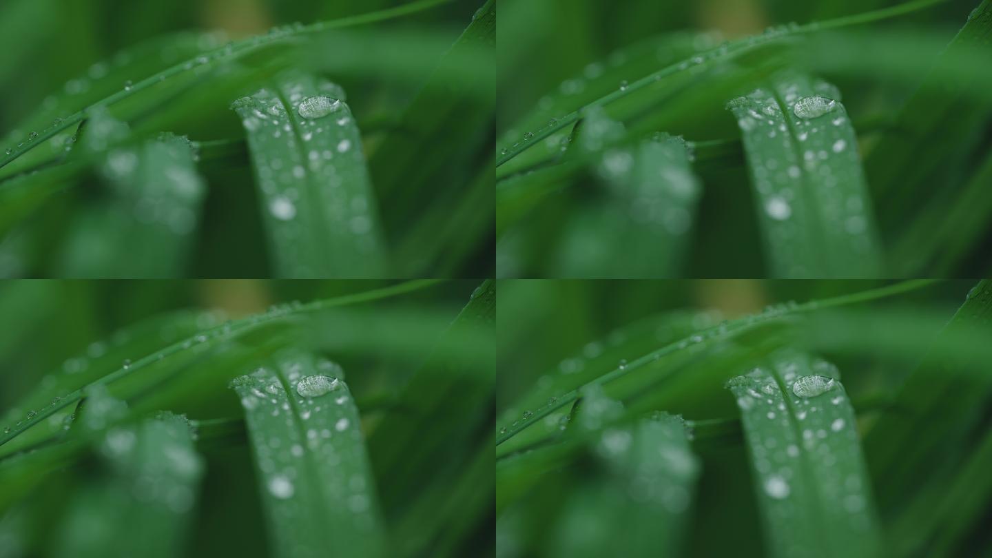 8k意境雨天小草水滴露水下雨新鲜空气绿色
