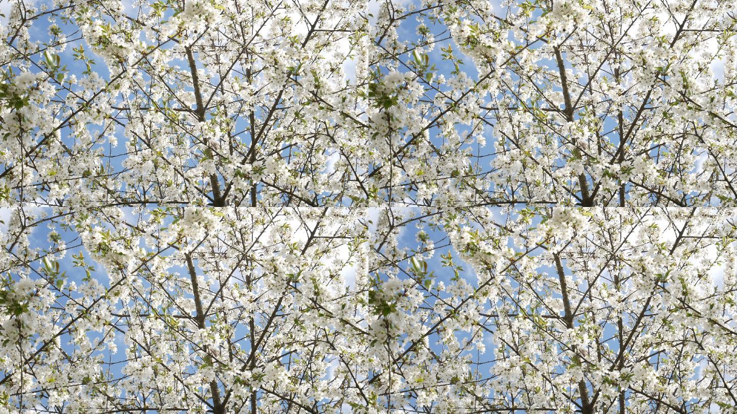 樱花树，白花昆虫授粉花，春季背景视频，新生活理念