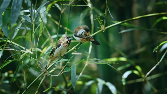 4k实拍夏至夏天来了竹林各种鸟在树林枝头